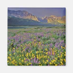 Aimant Prairie de fleurs sauvages dans Many glacier