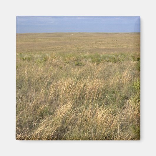 Aimant Prairie de prairie à l'est de Sidney, Nebraska. (Devant)