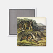 Aimant Prairie Wolf (Recto/Verso)