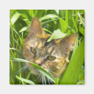 Aimant Précieuse Jungle Kitty
