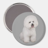Aimant précieux Bichon Frise (Recto/Verso)