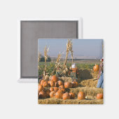 Aimant Présentation de citrouilles avec des ballots de fo (Recto/Verso)