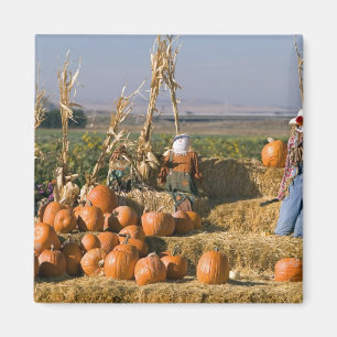 Aimant Présentation de citrouilles avec des ballots de fo