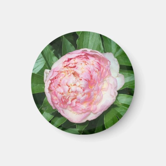 Aimant Prêt À Bloom Peony (Devant)