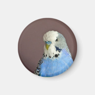 Aimant Pretty Blue Parakeet Photo