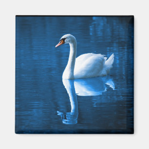 Aimant Pretty white swan floating on blue lake