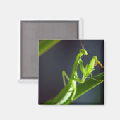 Aimant Prier Mantis (Recto/Verso)