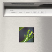Aimant Prier Mantis (In Situ (Lave-vaisselle))