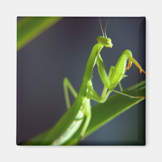 Aimant Prier Mantis (Devant)