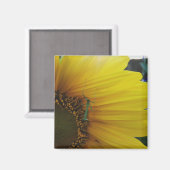 Aimant Prière Mantis Tournesol (Recto/Verso)