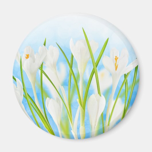 Aimant Printemps (crocus blancs) (Devant)