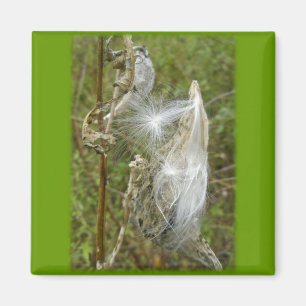 Aimant Produits de coordination des semences de Milkweed