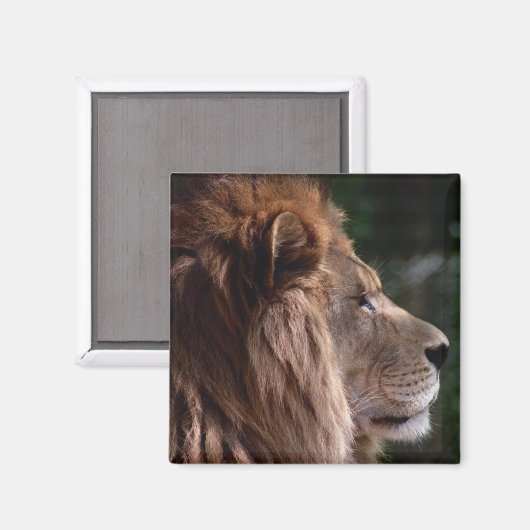 Aimant Profil de lion (Recto/Verso)