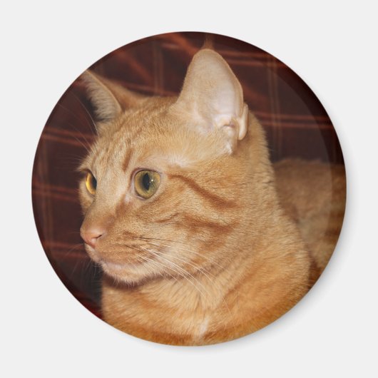 Aimant Profil de visage de chat Tabou orange (Devant)