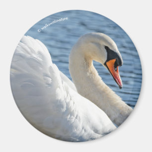 Aimant Profil d'un cygne muet