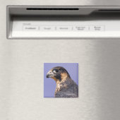 Aimant Profil d'un faucon pèlerin juvénile (In Situ (Lave-vaisselle))