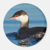 Aimant Profil d'une Grebe à cornes (Devant)