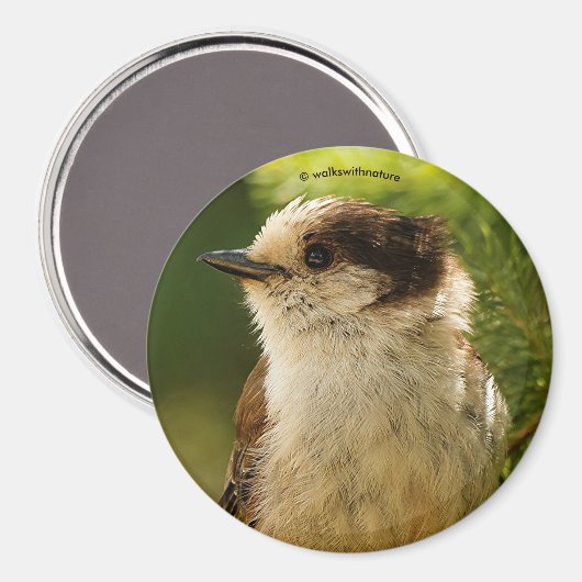 Aimant Profil d'une Jay gris mou / Whiskeyjack (Recto/Verso)