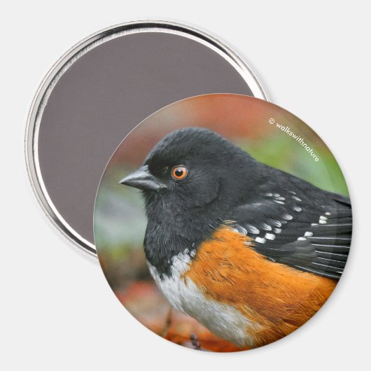 Aimant Profil d'une pointe tachetée (Recto/Verso)