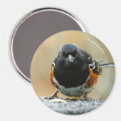 Aimant Profil d'une pointe tachetée (Recto/Verso)