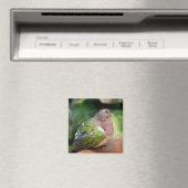 Aimant Profil et perche de la tourterelle Emerald Dove (In Situ (Lave-vaisselle))