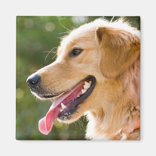 Aimant Profil Golden Retriever avec sortie de langue (Devant)