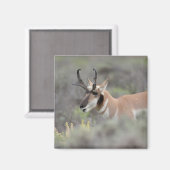 Aimant Pronghorn Antelope Buck | Grand Tétons (Recto/Verso)