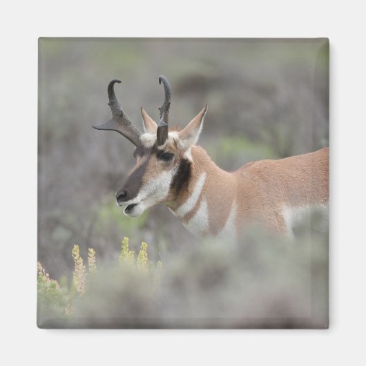 Aimant Pronghorn Antelope Buck | Grand Tétons (Devant)