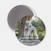 Aimant Propriété d'un Bedlington Terrier (Recto/Verso)
