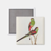 Aimant Psephotus Pulcherrimus (Recto/Verso)