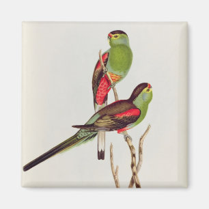 Aimant Psephotus Pulcherrimus