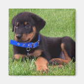 Aimant pubs de rottweiler (Devant)