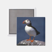 Aimant Puffin (Recto/Verso)