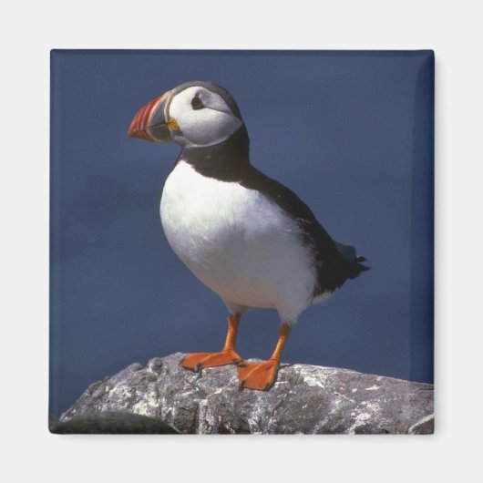 Aimant Puffin (Devant)