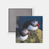 Aimant Puffin atlantique (Fratercula arctica) 7 (Recto/Verso)
