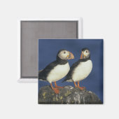 Aimant Puffin de l'Atlantique (Recto/Verso)