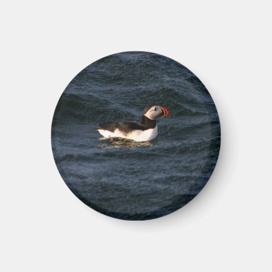 Aimant Puffin magnétique (Devant)