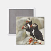 Aimant Puffins de l'Atlantique sur l'île des phoques Mach (Recto/Verso)