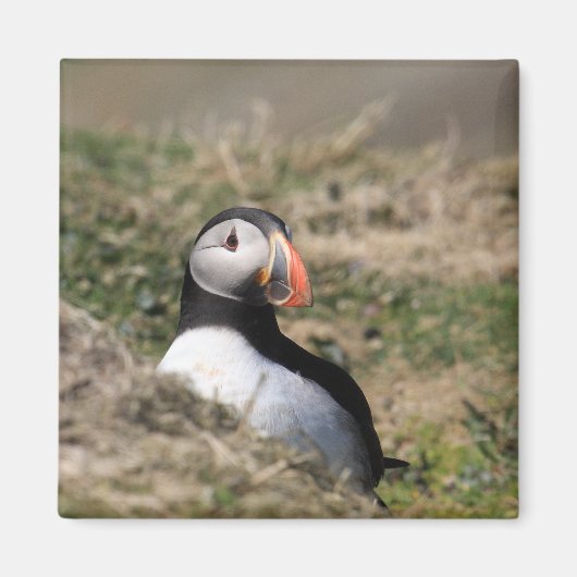 Aimant Puffins de Skomer Island (Devant)