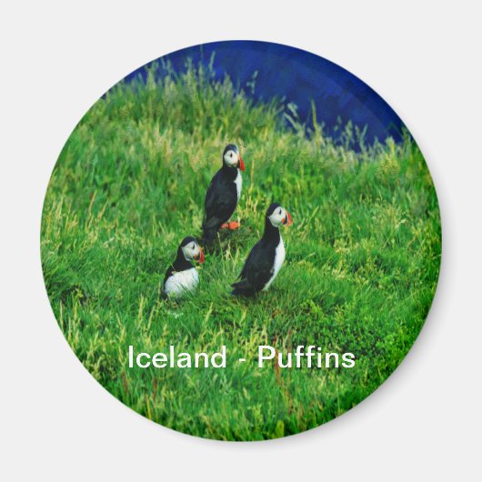 Aimant Puffins islandais (Devant)