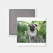 Aimant pug assis (Recto/Verso)