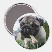 Aimant Pug puppy (Recto/Verso)