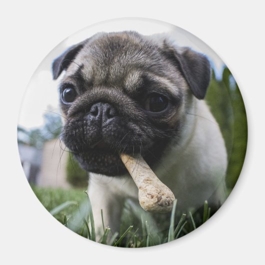 Aimant Pug puppy (Devant)