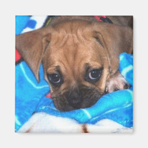 Aimant Puggle