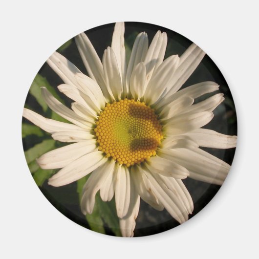 Aimant Puissance de flux (Devant)