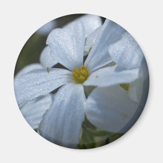 Aimant Puissance de flux (Devant)