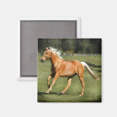 Aimant puissance du palomino (Recto/Verso)