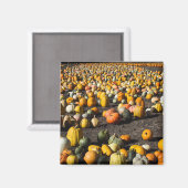 Aimant Pumkins (Recto/Verso)