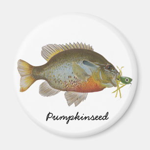 Aimant Pumpkinseed