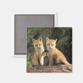 Aimant Pup Red Fox devant den Vulpes vulpes) (Recto/Verso)